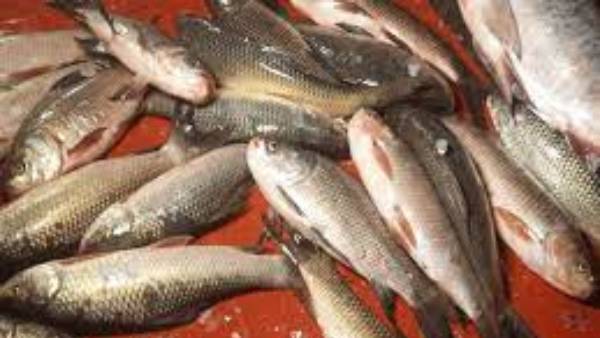  చేపల కూర