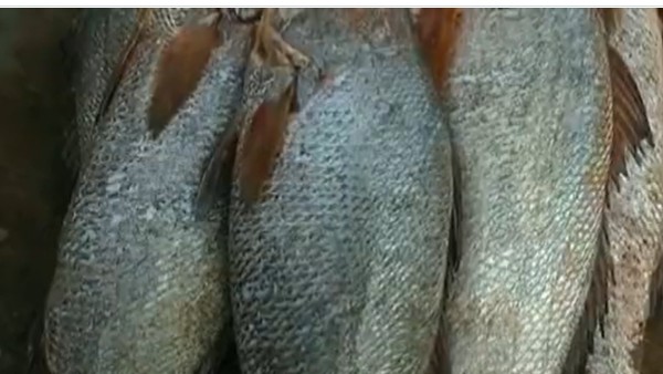 ఒక్కో చేప 50 వేలు.. మత్స్యకారుల పంట పండింది