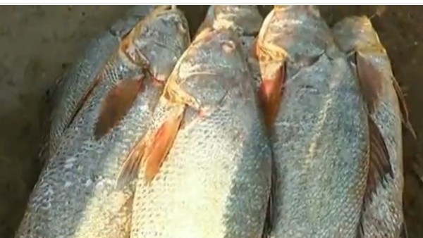 కచ్చిడి చేపలకు విపరీతమైన డిమాండ్ 