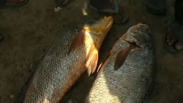 అద్భుతమైన ఔషధ గుణాలున్న అరుదైన చేపలు కచ్చిడి చేపలు 