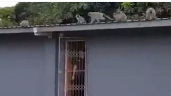 తల్లి చెంతకు