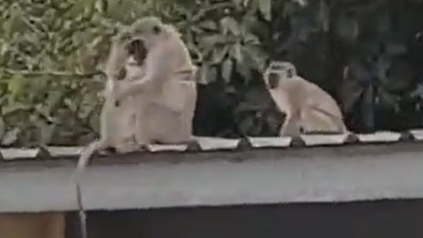 కోతిని తీసుకెళ్లి..