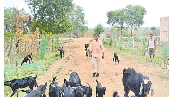 Adilabad district Kamagiri Sarpanch becomes goat herder due to the debts for village development works Adilabad district Kamagiri Sarpanch becomes goat herder due to the debts for village development works