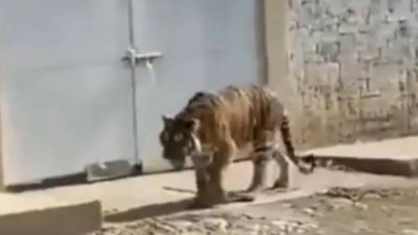 హమ్మయ్యా..