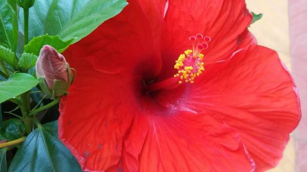 మందార మొక్క ఇంట్లో ఆ దిశలో ఉంటే లాభం