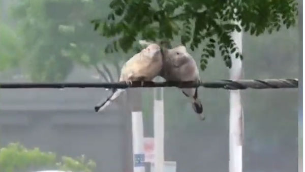 భయంకరమైన తుఫానులోను బలమైన బంధం; పక్షుల జంట అందరికీ ఆదర్శం