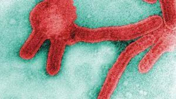 ఇవీ లక్షణాలు