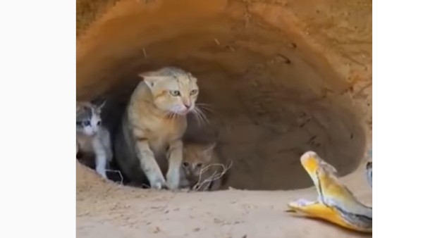 పోరాటం..