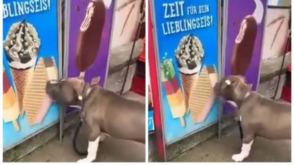 సోషల్ మీడియాలో వైరల్ వీడియో.. కుక్కపై జాలి చూపిస్తున్న నెటిజన్లు