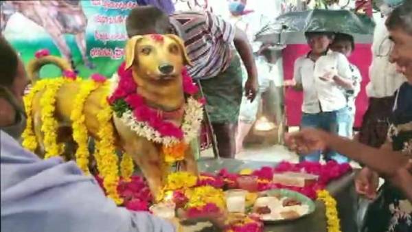 ఇంట్లో కొడుకులా యజమానికి బాసటగా తిరిగిన శునకం మృతి ఇంట్లో కొడుకులా యజమానికి బాసటగా తిరిగిన శునకం మృతి