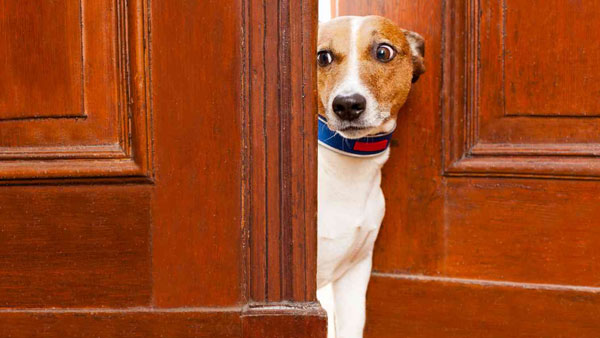 కుక్కతో పోరాటం..