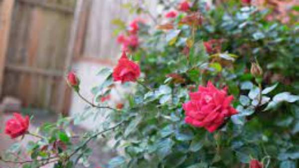 గులాబీమొక్కలు ప్రేమకు చిహ్నాలు ... వీటిని ఈ దిశలోనే పెంచాలి