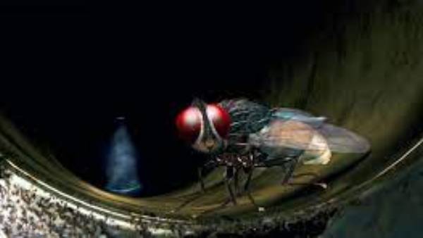  ఈగల బెడద ఎక్కువ కావటానికి కారణం ఇవే .. గ్రామస్తుల ఆరోపణ