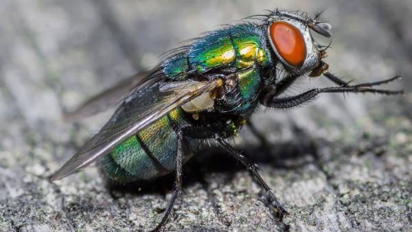 చిత్తూరు జిల్లా నగరే పల్లిపై ఈగల దాడి