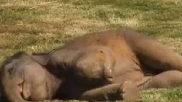 అచేతనంగా పిల్ల ఏనుగు