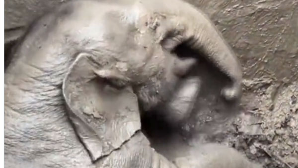 తల్లి ఏనుగును, పిల్ల ఏనుగును కాపాడిన రెస్క్యూ టీం తల్లి ఏనుగును, పిల్ల ఏనుగును కాపాడిన రెస్క్యూ టీం