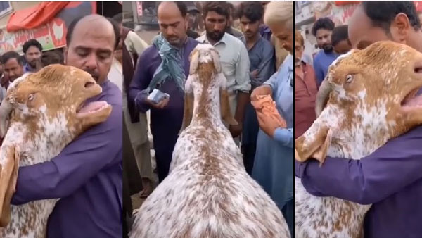 మనిషిలా ఎడ్చేసింది..