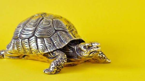  ఒంటెల జత ఇంటికి సంపద తెస్తుంది