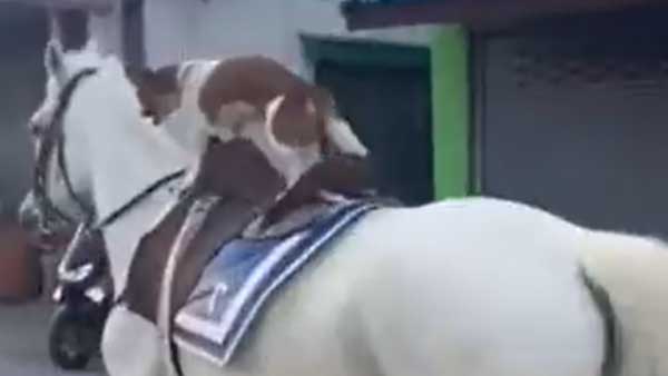 dog riding on horse. this video has gone viral in social media dog riding on horse. this video has gone viral in social media