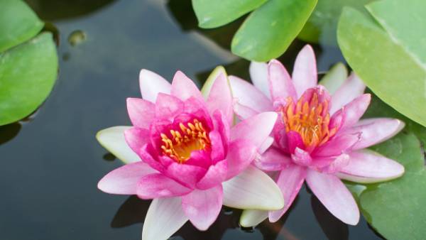 తామర మొక్కతో లక్ష్మీ కటాక్షం ... పెంచాల్సిన దిశలివే