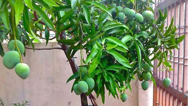 మామిడి చెట్టు ఐశ్వర్యాన్ని కలిగిస్తుంది..