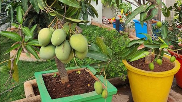 ఈ దిశలోనే మామిడి చెట్టును నాటాలి