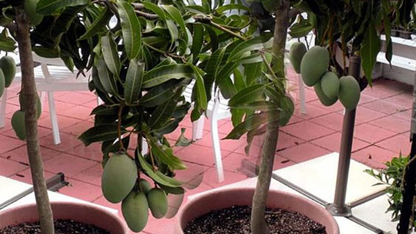 ఇంట్లో మామిడి చెట్టు నీడ పడకూడదు