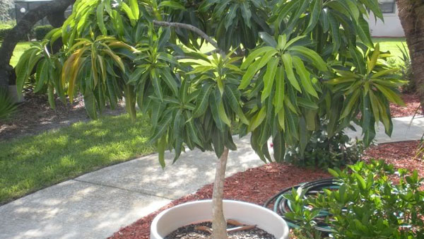  మామిడి కలపతో దోషాల నివారణ.. మామిడి కలపతో యాగాలు చేస్తే శుభ ఫలితాలు