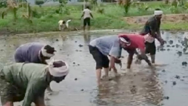 ఓ పక్క ఎమ్మెల్యేగా గడప గడపకు ప్రచారం .. మరోపక్క వ్యవసాయం