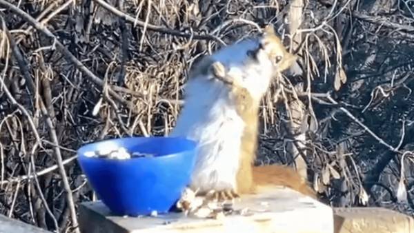 బెర్రీ తిని..