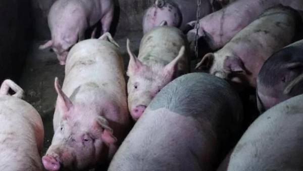 Kerala: Panic grips Wayanad as pig farms report African Swine Fever cases Kerala: Panic grips Wayanad as pig farms report African Swine Fever cases
