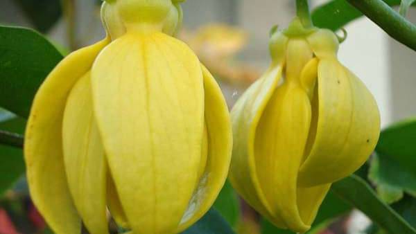  సంపంగె మొక్కలను పెంచితే అదృష్టం