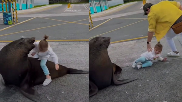 Sea lion try to attacks on Girl child, video goes viral in social media Sea lion try to attacks on Girl child, video goes viral in social media