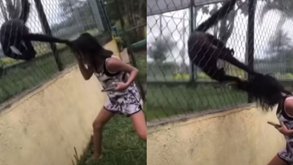  జుట్టు పట్టుకున్న కోతి..