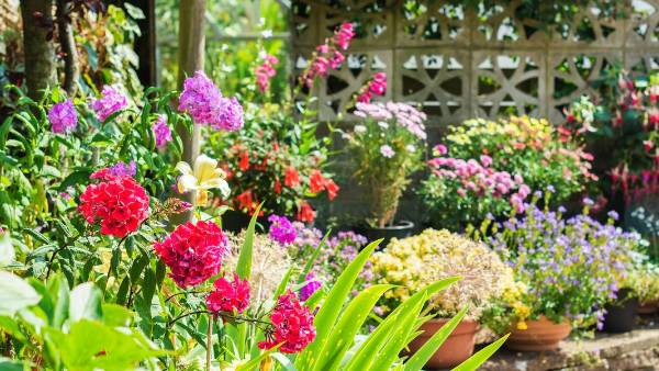 ఇంట్లో పూల మొక్కలను పెంచితే సానుకూల ఫలితాలు