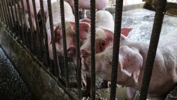 ఉత్తరప్రదేశ్ బరేలీలోనూ ఆఫ్రికా స్వైన్ కలకలం ఉత్తరప్రదేశ్ బరేలీలోనూ ఆఫ్రికా స్వైన్ కలకలం