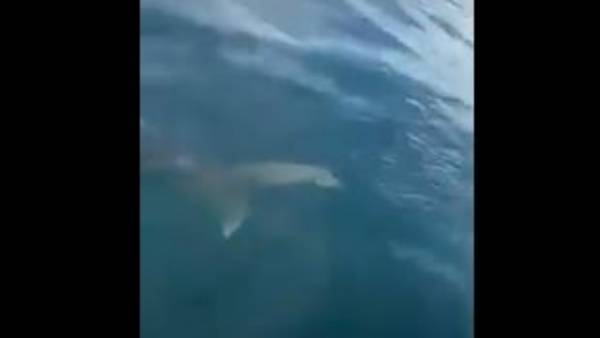 చిక్కిన తిమింగళం చిక్కిన తిమింగళం