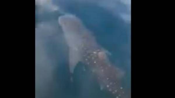 62 వేల సార్లు 62 వేల సార్లు