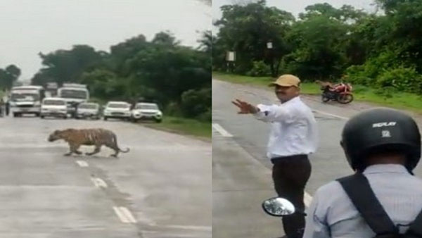 మహారాష్ట్రలో రోడ్డుపై దర్జాగా పులి ..