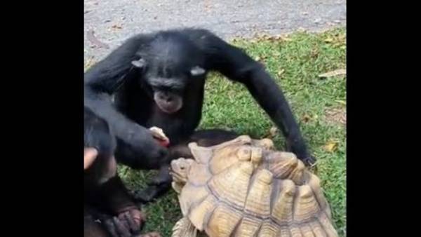  అప్పుడు ఆరెంజ్