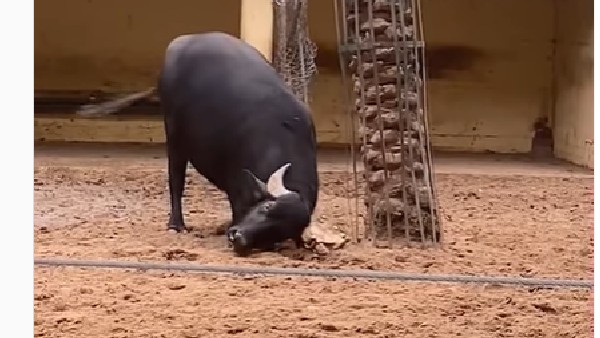 తాబేలును తిప్పిన గేదె తాబేలును తిప్పిన గేదె