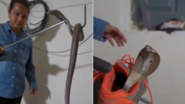 పాము కాటు