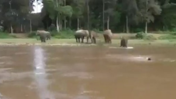 వరంలా మారిన గజరాజు