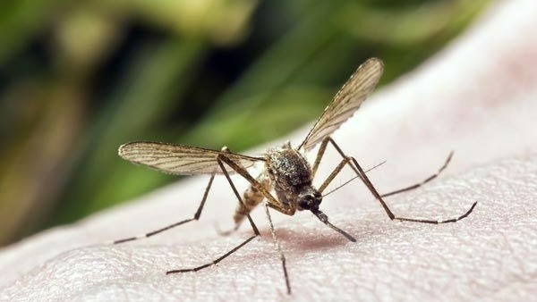  జికాపై అలెర్ట్ గా ఉండాలన్న శాస్త్రవేత్తలు 