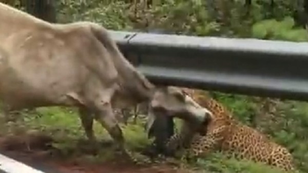 A video of a leopard hunting a cow is going viral on social media A video of a leopard hunting a cow is going viral on social media