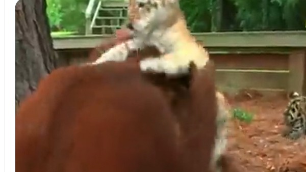 పులి పిల్లలను వాత్సల్యం పులి పిల్లలను వాత్సల్యం