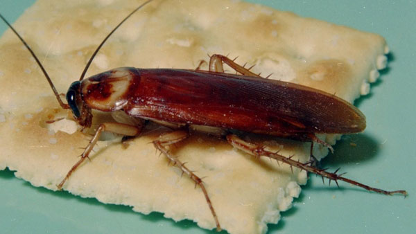 హాస్టల్లోని ఓ విద్యార్థిని భోజనం చేసే ప్లేట్లో బొద్దింక హాస్టల్లోని ఓ విద్యార్థిని భోజనం చేసే ప్లేట్లో బొద్దింక