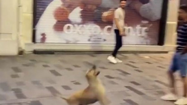 A video of a dog playing with a balloon is going viral on social media A video of a dog playing with a balloon is going viral on social media
