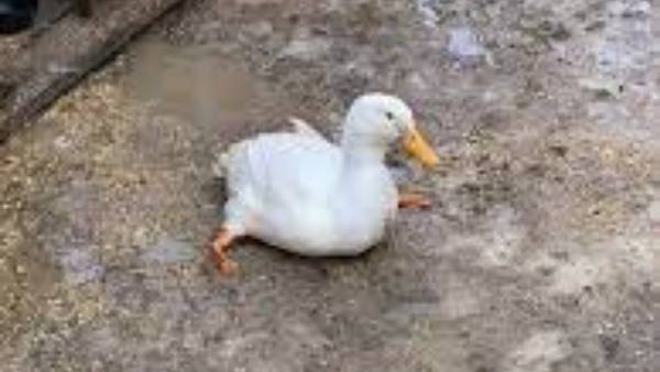 కోతి కాల్..