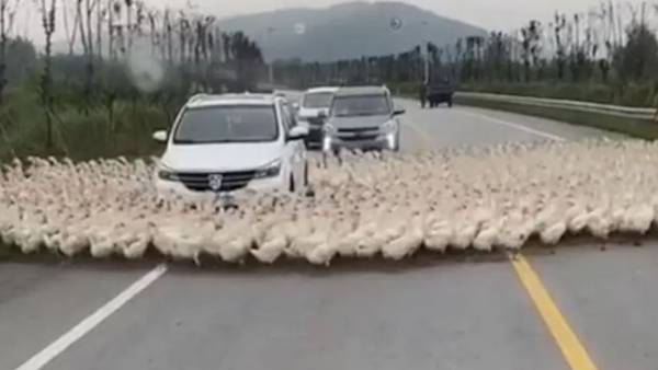 కారును అడ్డుకున్న బాతులు..